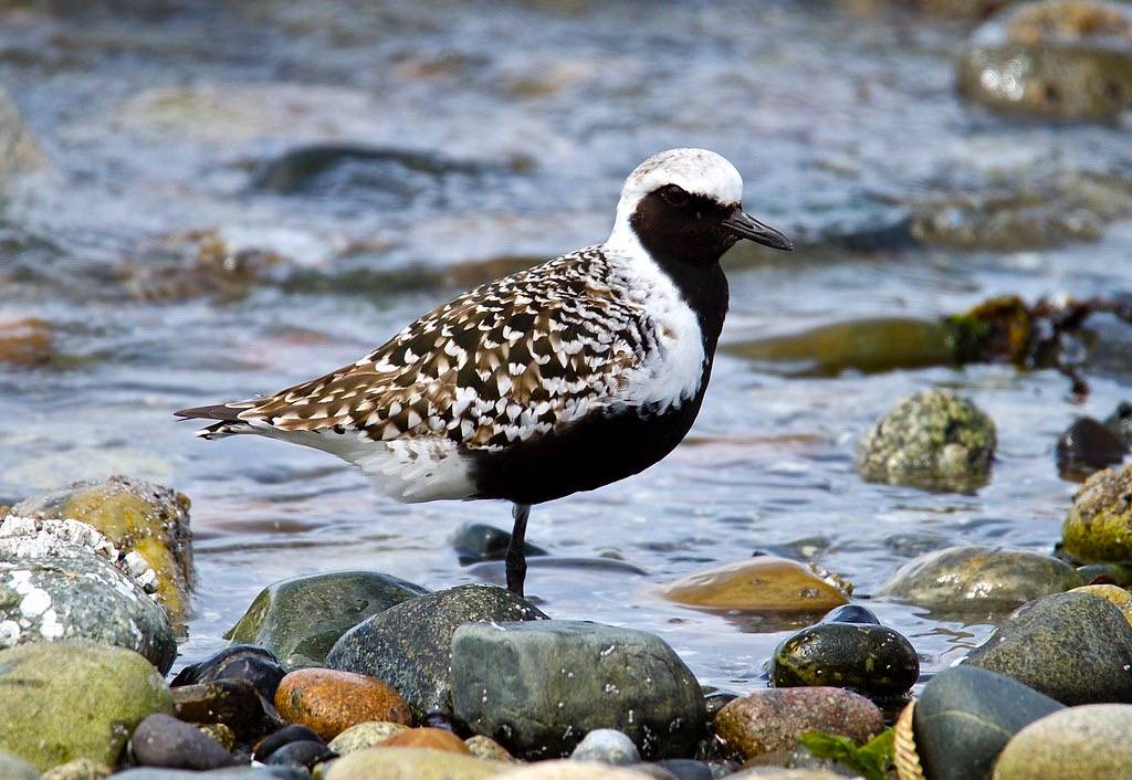 Black-Bellied Plover Male by jerrygabby1 is licensed under CC BY-NC 2.0